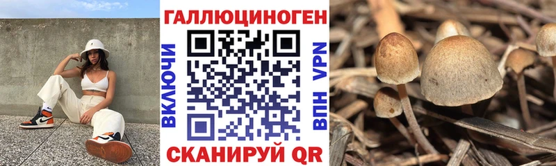 Псилоцибиновые грибы Psilocybe  blacksprut   Новоаннинский 